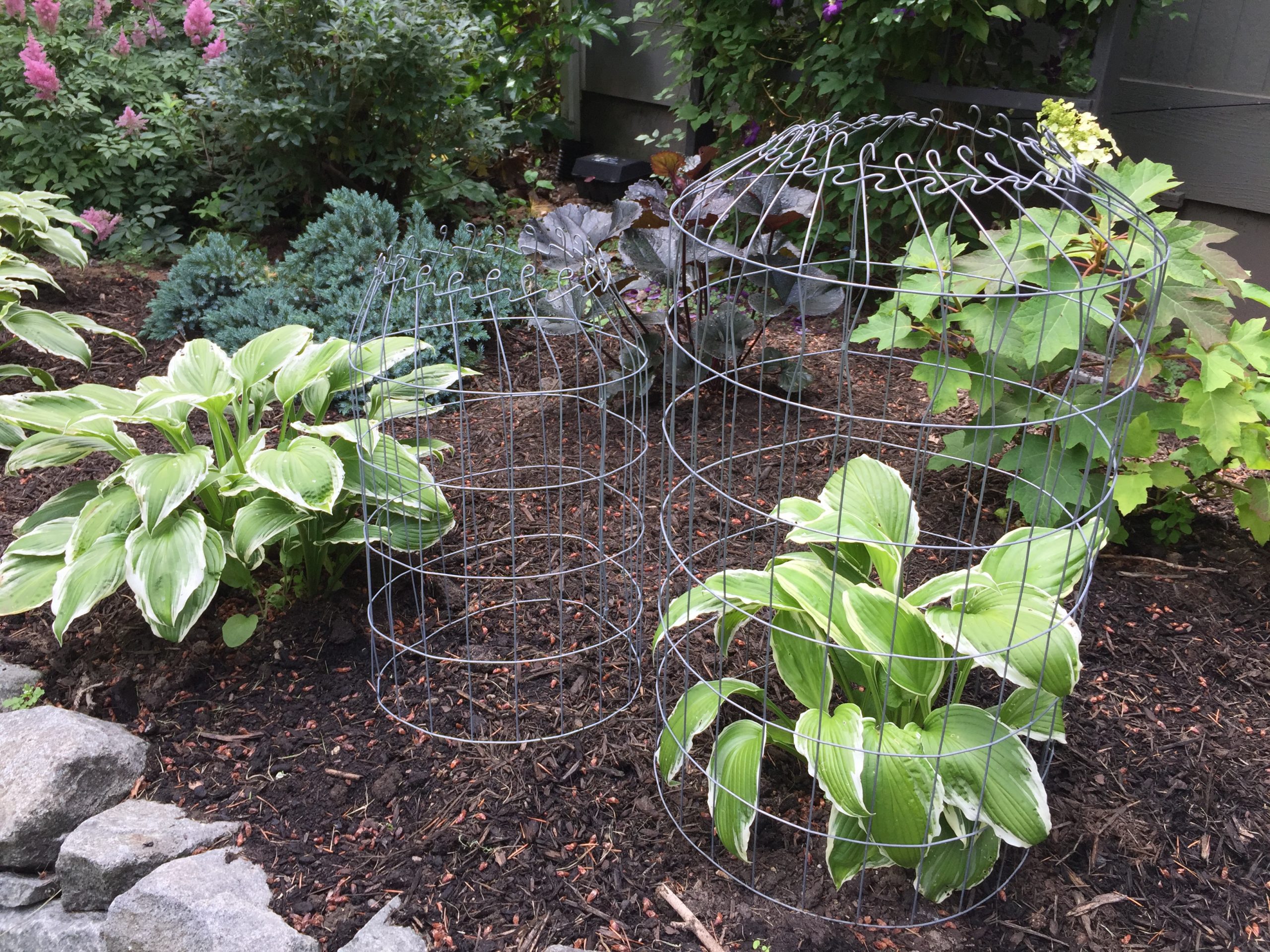 Garden cages for plants Idea