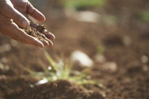 Soil in farmers hands. Free public domain CC0 photo.